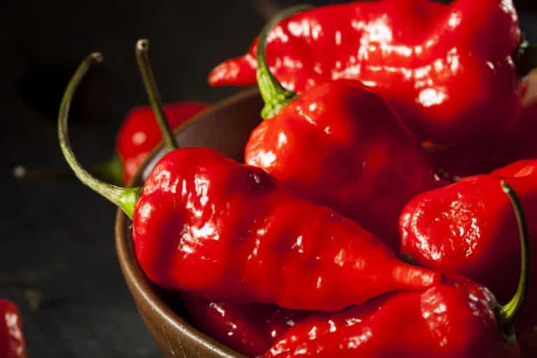 hottest peppers in the world