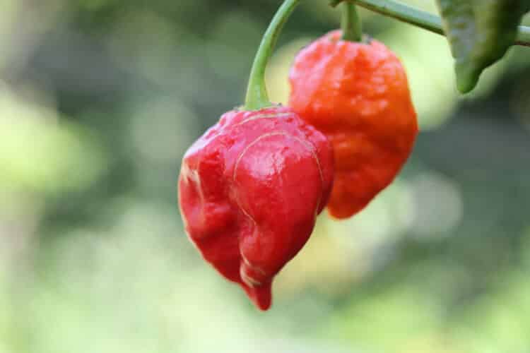 Ghost Pepper Facts