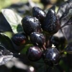 Black Peppers Guide: Dramatic Looks All Around