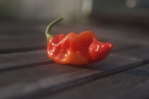 datil pepper