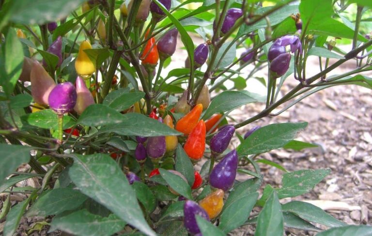 bolivian rainbow pepper