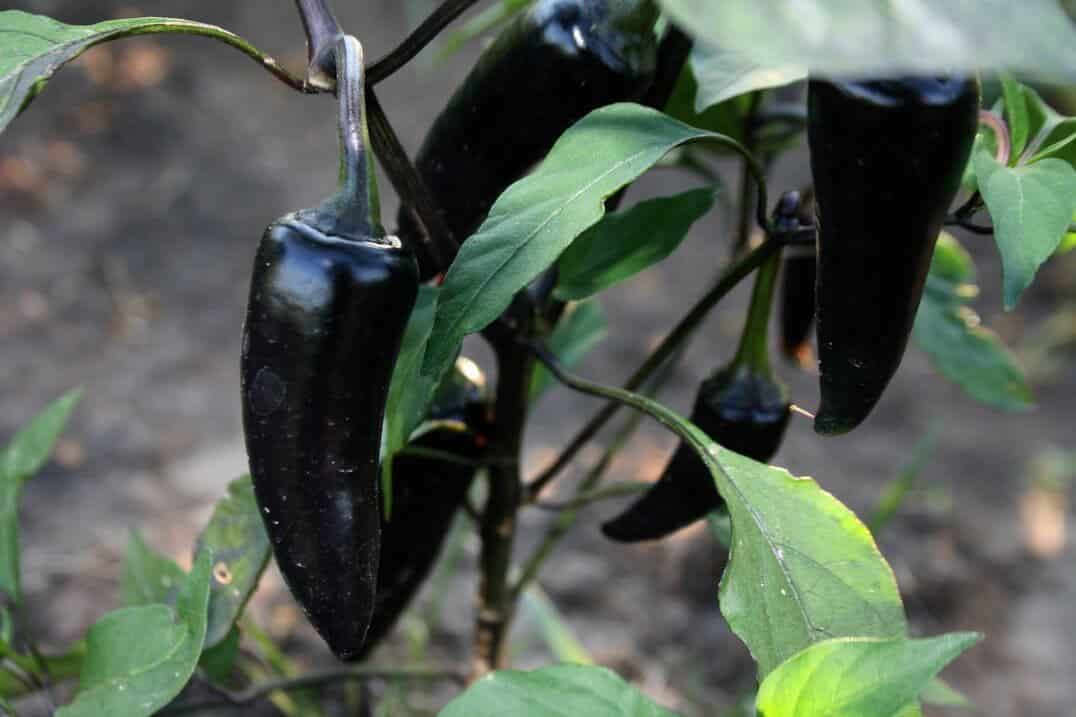 Coloured Chillies on Black Tie 