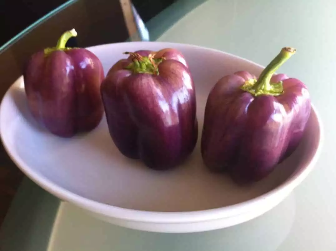 Purple Beauty Peppers