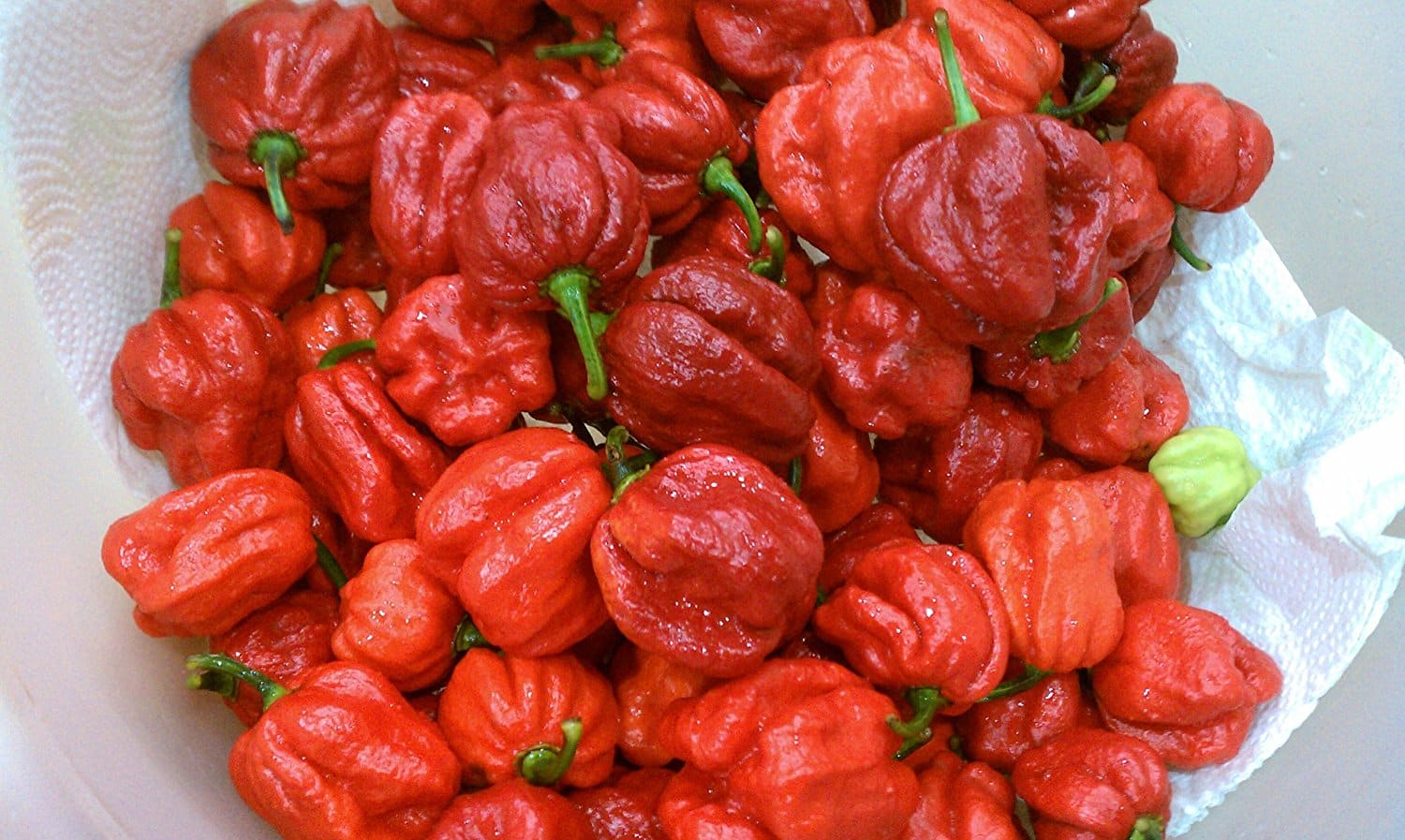 25 Premium Trinidad Scorpion Large Red 7 Pot Pepper Seeds-P 006.