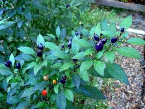 filius blue pepper
