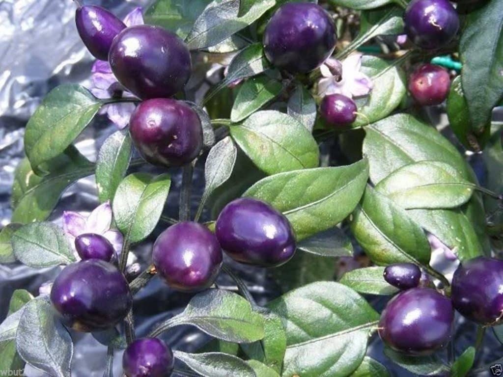 Pretty in Purple pepper