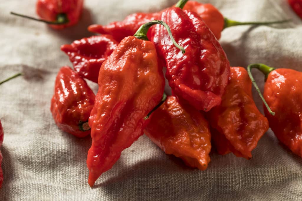 Bhut Jolokia/Ghost Chilli 25 Seeds One of the Hottest Chilli in the World 