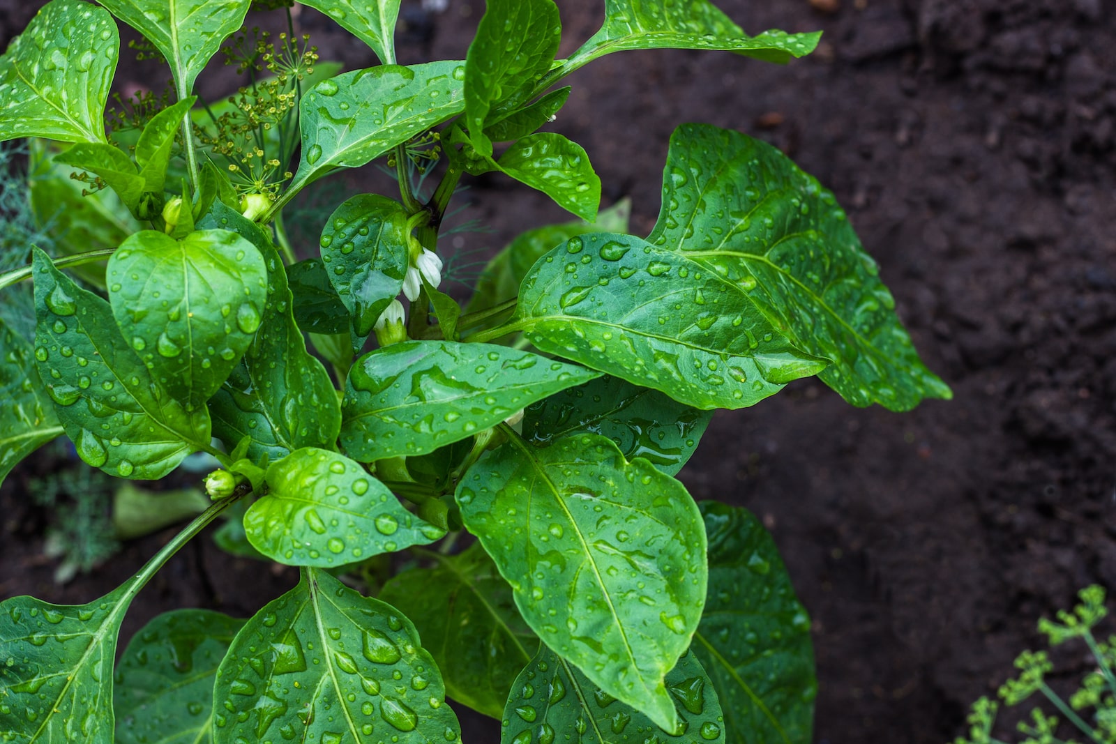 Signs of Overwatering Pepper Plants 