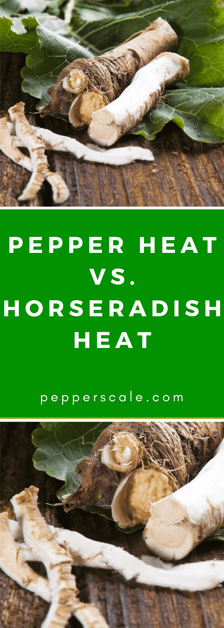 Horseradish Heat Is It Capsaicin Or Something Else - b45dqe2