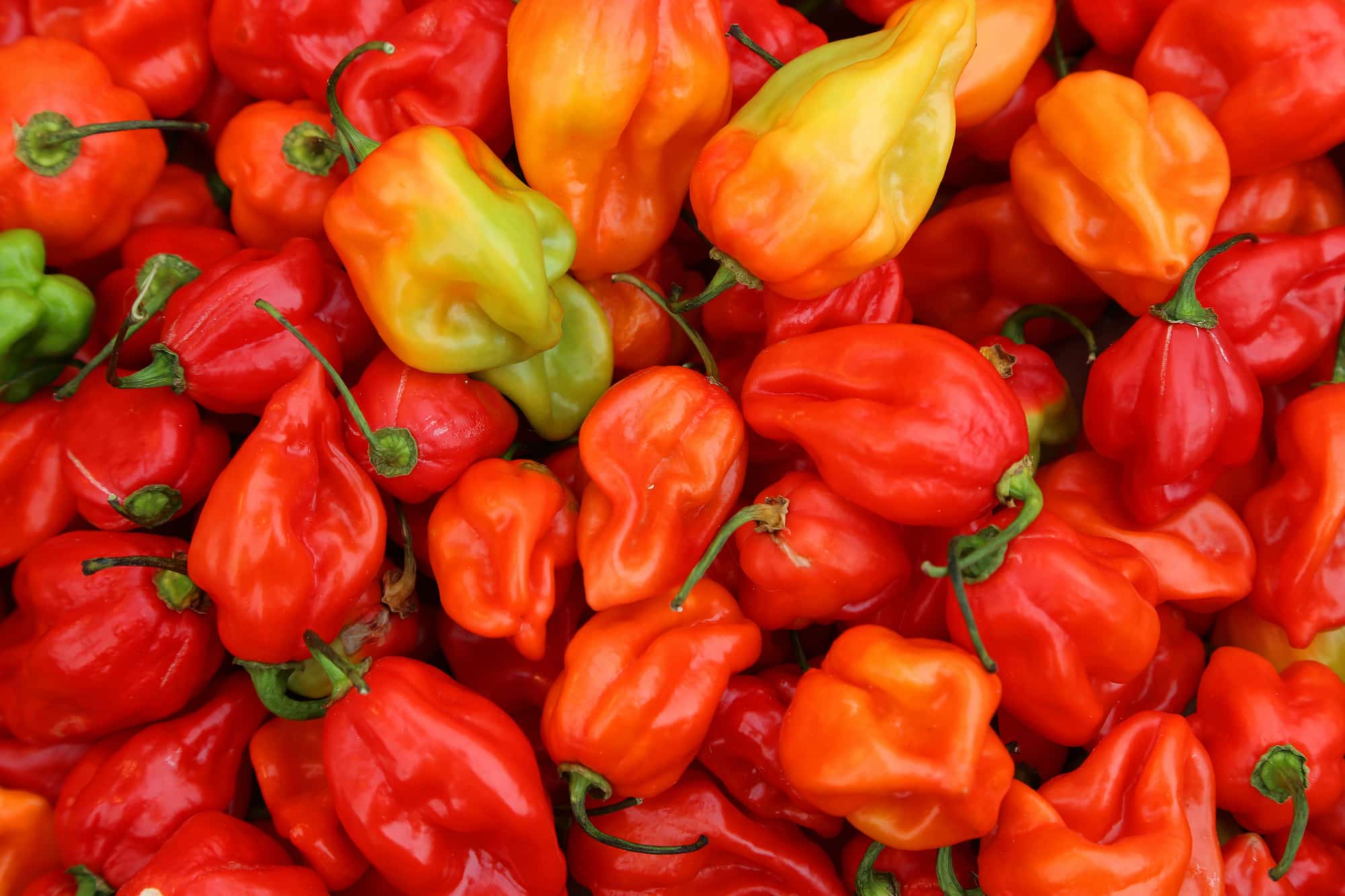 Dwarf-Saplings Habanero Red Chilli 1000 x hotter than a chilli ❂ Seeds 