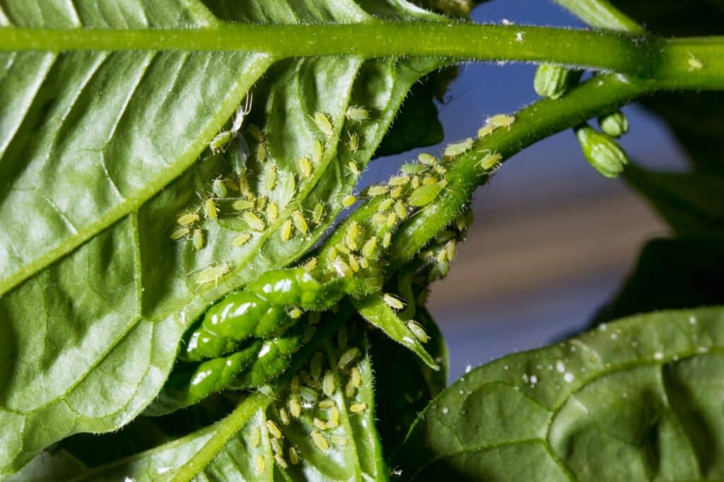 Aphids on pepper plants