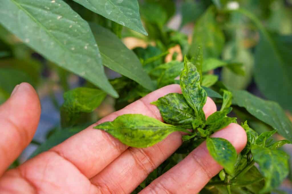 Mosaic virus in a young pepper plant