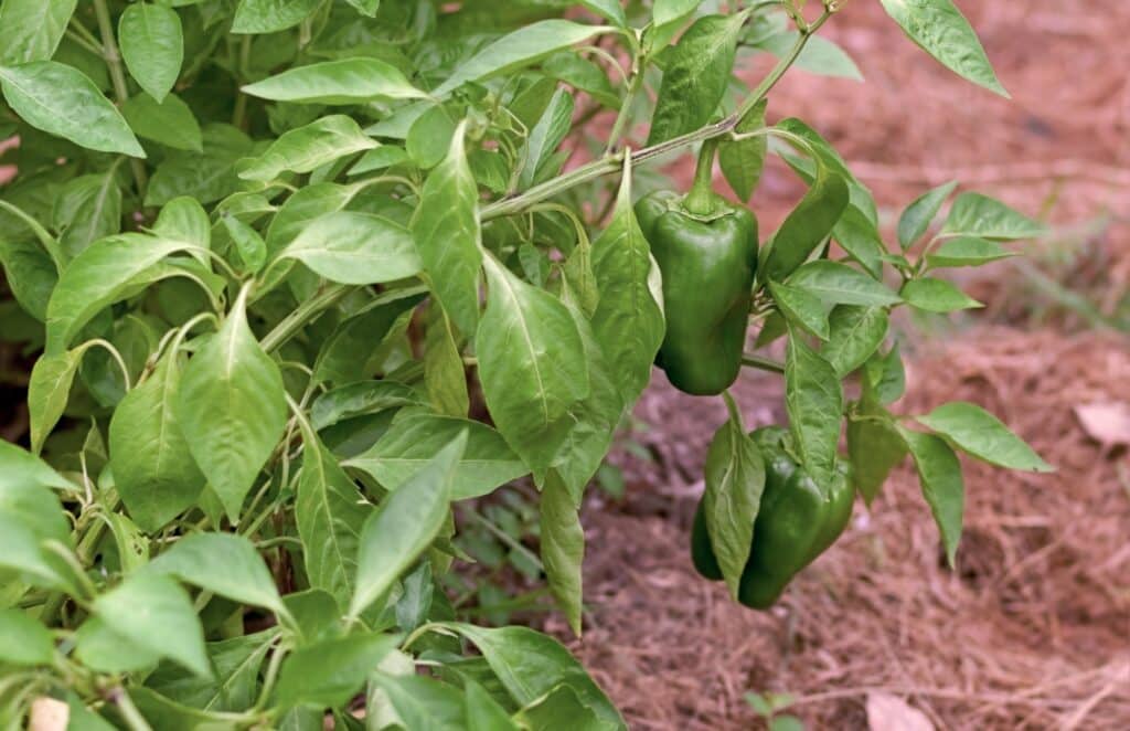 Pepper companion plants -- basil with green peppers