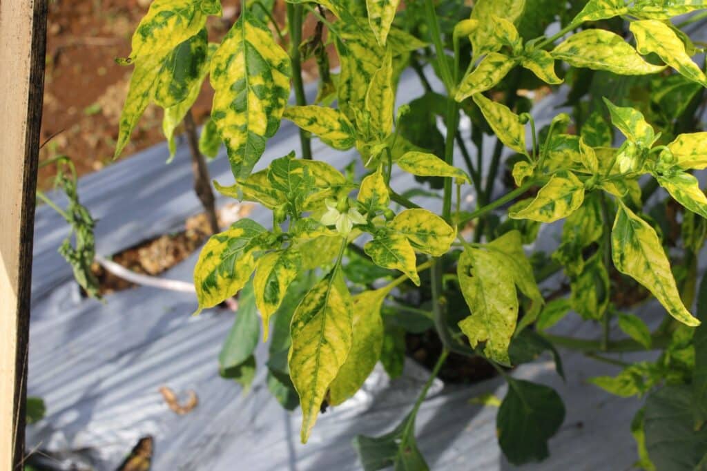 Cayenne pepper plants turning yellow due to disease