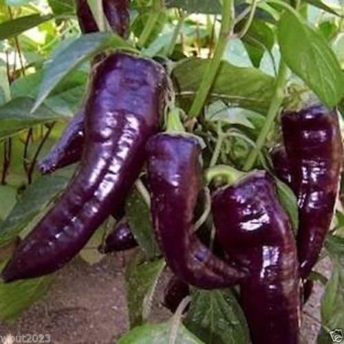 Purple Marconi Pepper