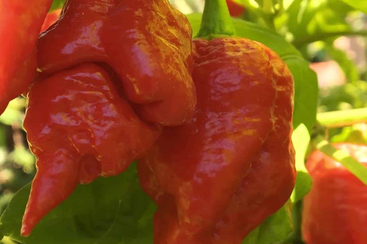Scorpion Pepper Seeds 50 Seeds To Grow Scorpion Plants High Germination Rate 
