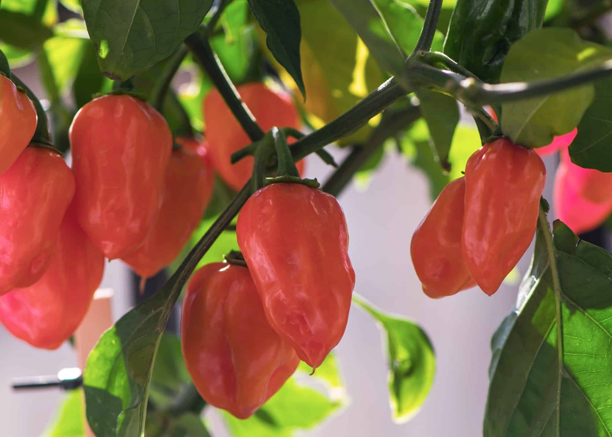 common orange habanero pepper