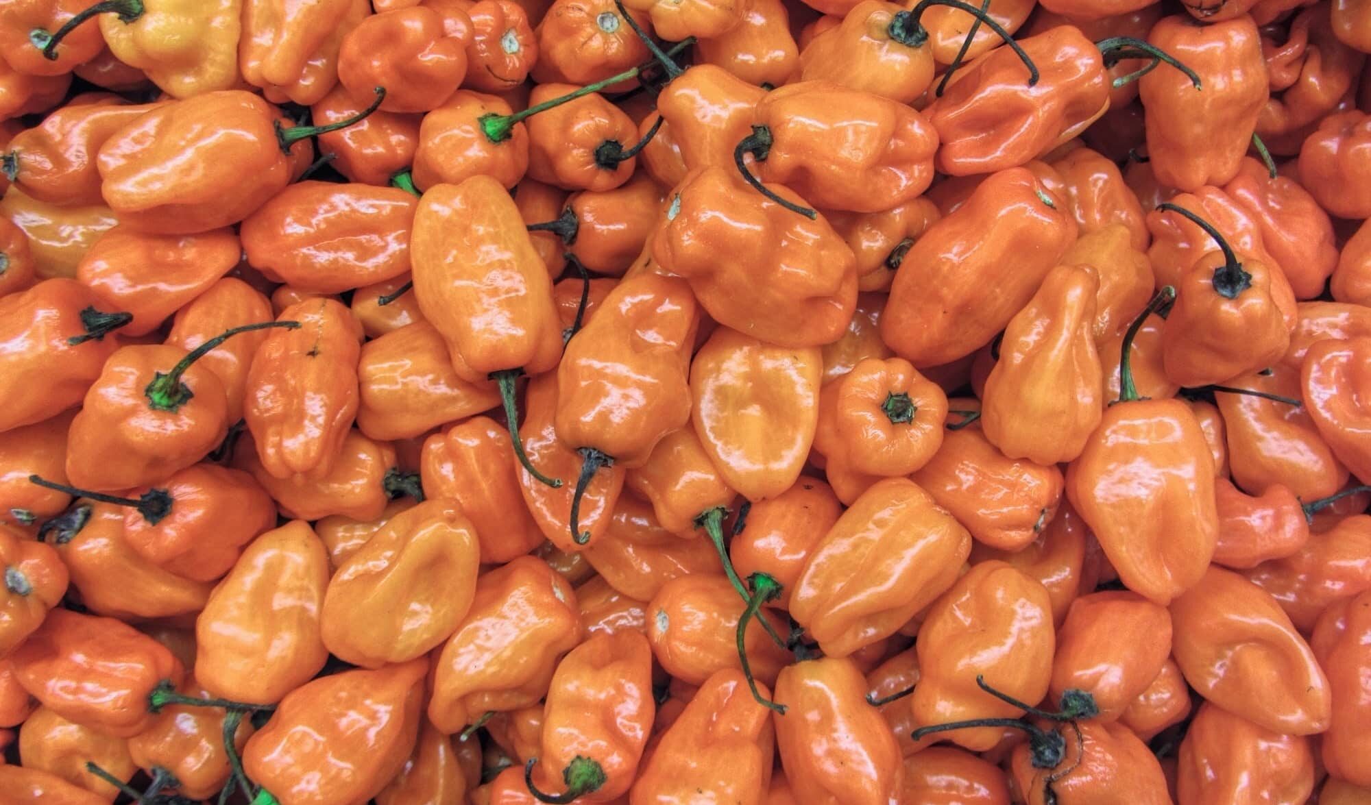 Hot Peppers Habanero Orange 