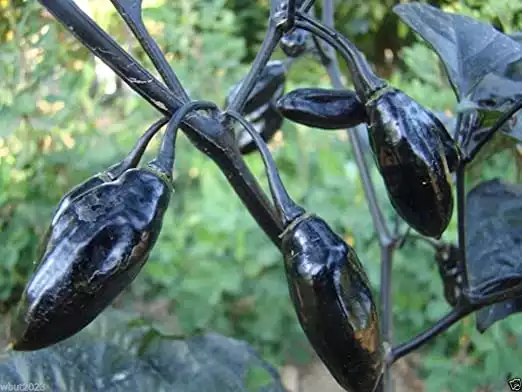 10 Pimenta da Neyde Pepper Seeds