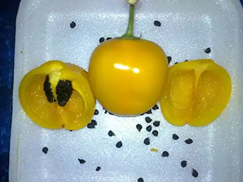 Yellow Manzano Pepper Seeds (20 Seeds)