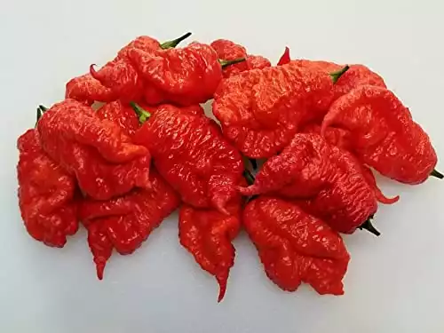 Death Spiral Pepper Seeds (10+ Seeds, by Refining Fire Chiles)
