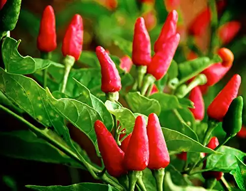 Tabasco Pepper Seeds from Harley Seeds, 30+