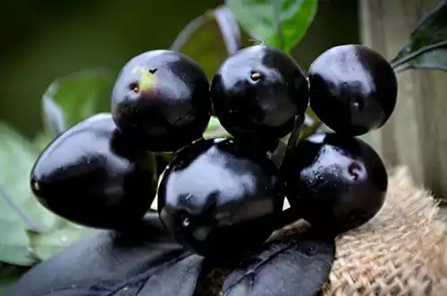 Black Pearl Pepper Seeds,  10 Seeds
